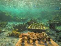 Single-species Plots of Corals are More Apt to Die