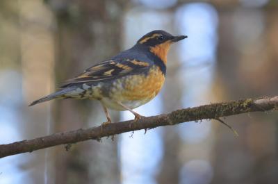 Varied Thrush
