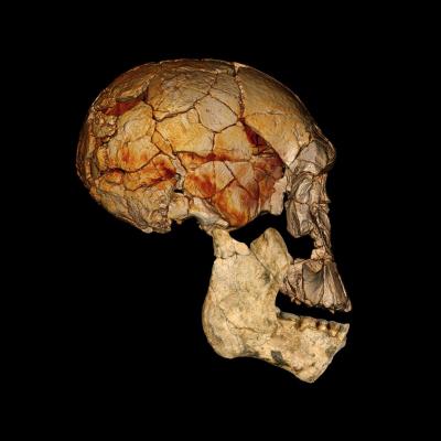 KNM-ER 1470 Cranium