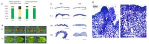 Characterization of direct shoot regeneration from highbush blueberry leaf explants.