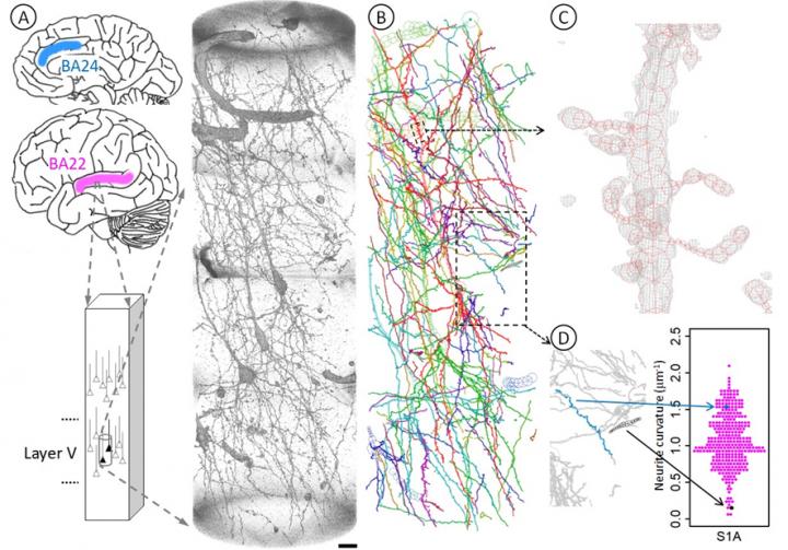 neurons