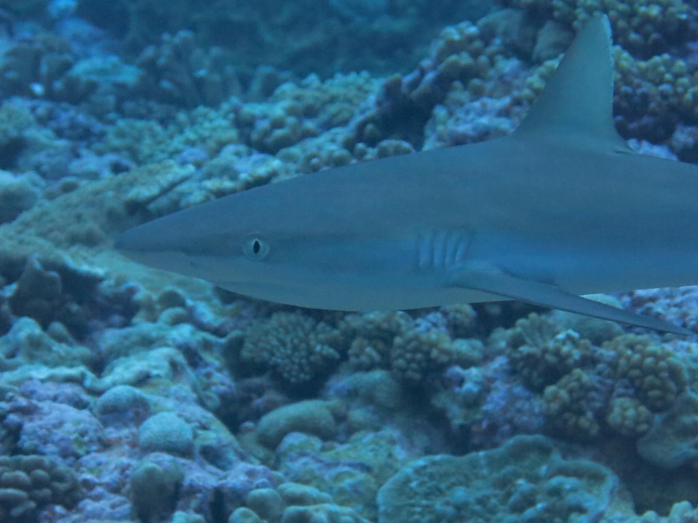 Rare Sharks Are No Longer in the "Dark," Thanks to New Species Survey Method (4 of 6)