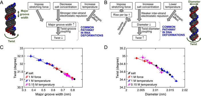 Common deformation pathways