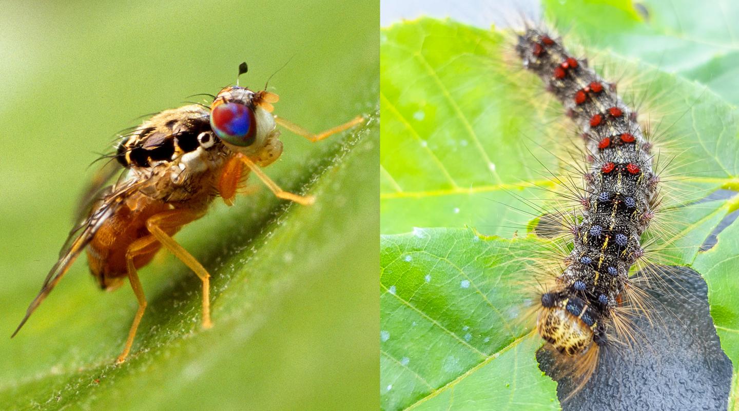 Mediterranean Fruit Fly and Gypsy Moth Larva