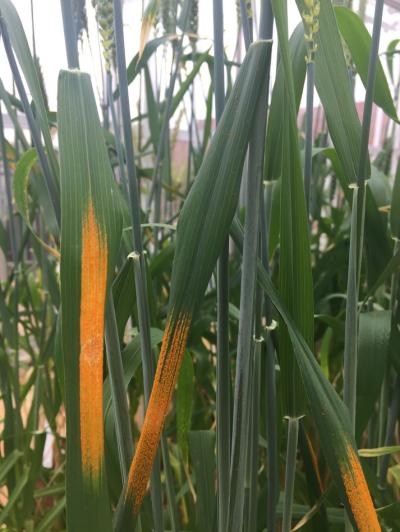 Stripe Rust