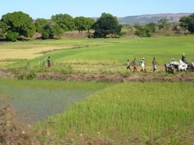 Crops in Madagascar
