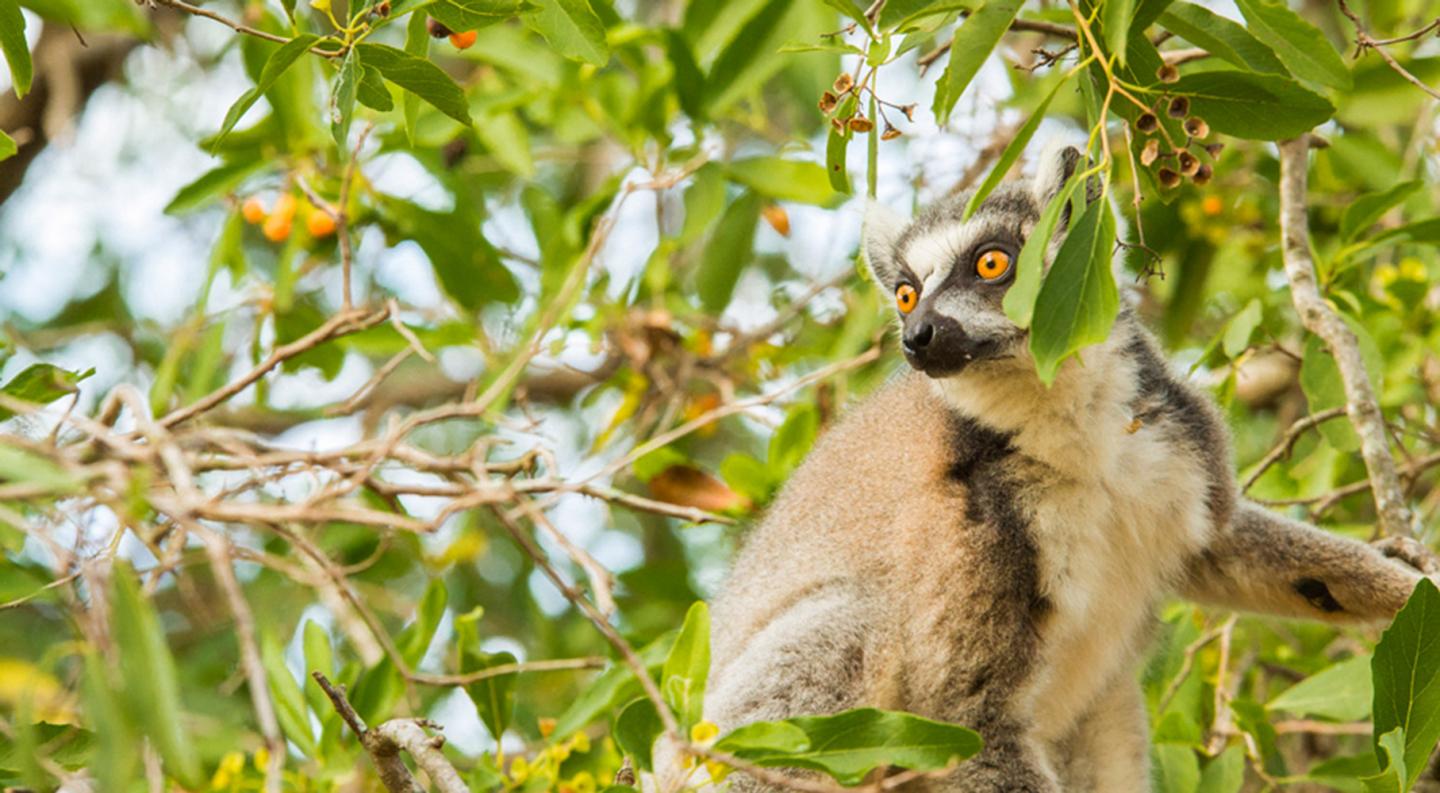 Why Do Male Ring-Tailed Lemurs Raise a 'Stink' When They Flirt with a Potential Mate?