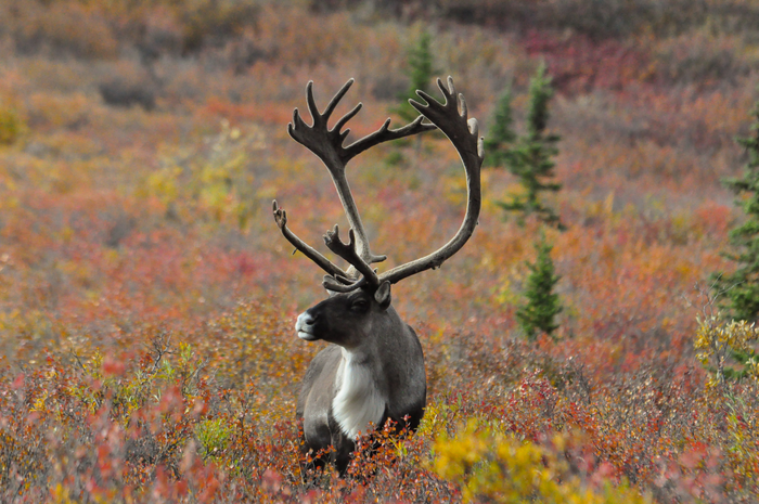 Caribou