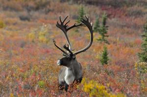 Caribou