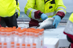 Farmed salmon sampled for parasites