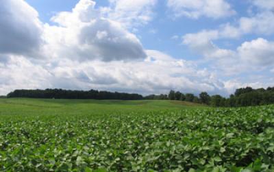 Soybean Field