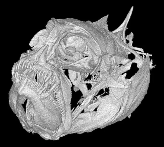 A CT scan of the skull of The Grumpy dwarfgoby