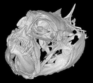 A CT scan of the skull of The Grumpy dwarfgoby