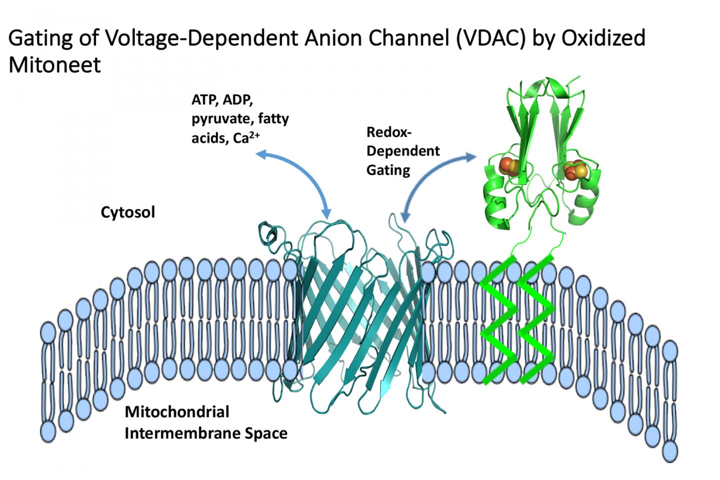 mitoNEET regulation of VDAC