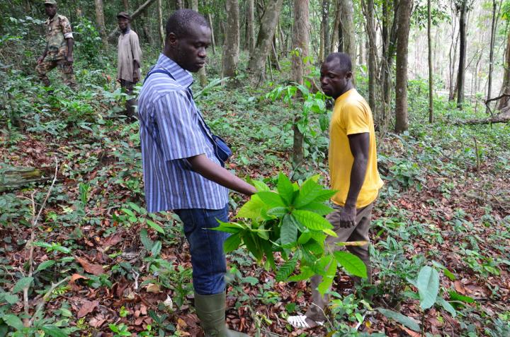 Illegal Cocoa Farm