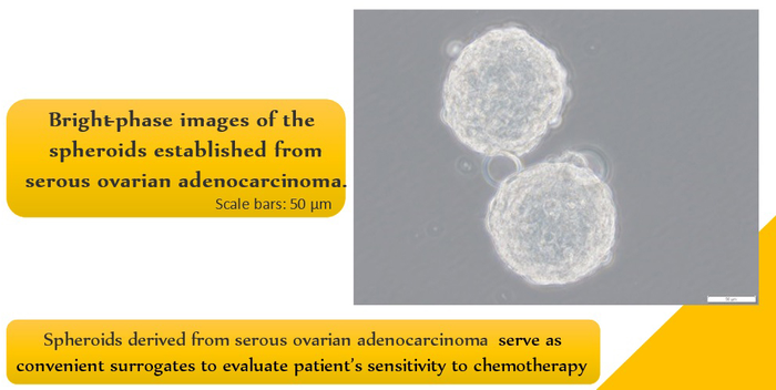 Bright phase images of the spheroids established from serous ovarian adenocarcinoma