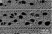 Porous Wood Membrane
