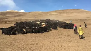 Yak trampling to cover the soil after grass seeding during grassland restoration on the Qinghai-Tibetan Plateau in the northwest of China.