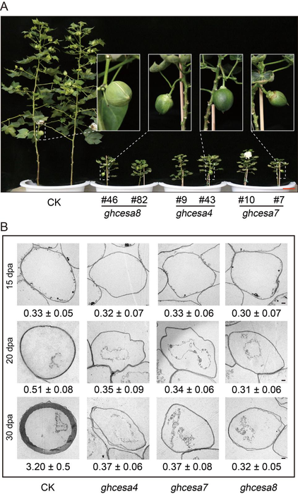 Phenotypic observation of cellulose synthase mutant lines