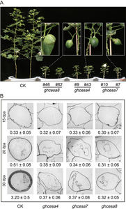 Phenotypic observation of cellulose synthase mutant lines