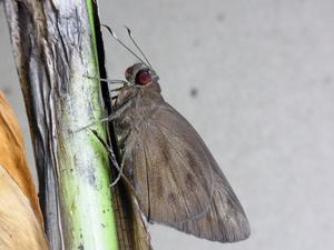 A male Erionota torus