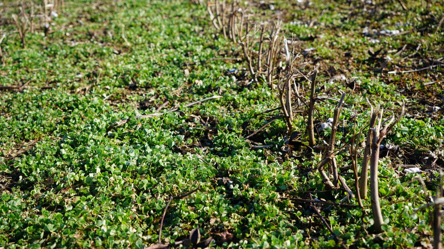 Clover Planted as a Cover Crop in Cotton Stubble