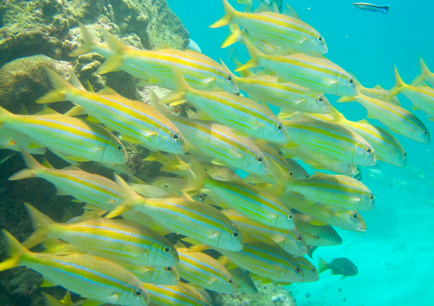 A School Of Yellow-Lined Goatfish
