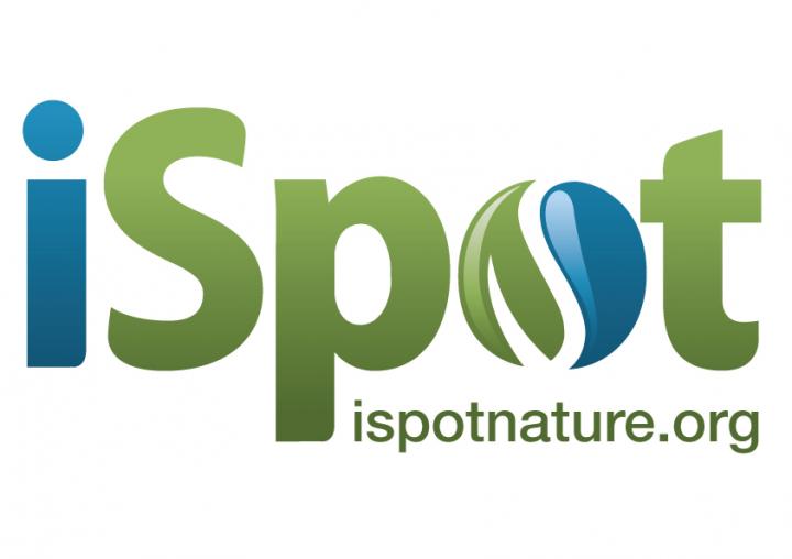 iSpot