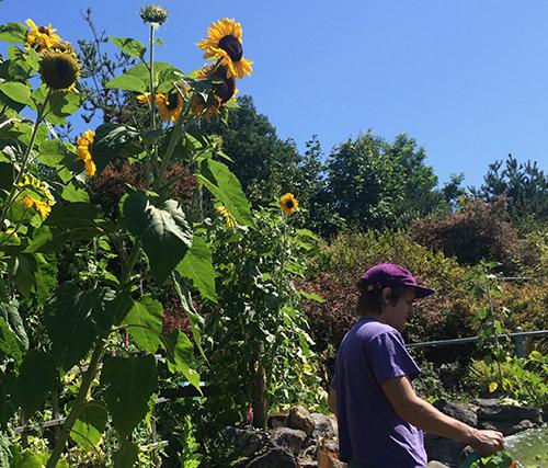 Author Michael Bradshaw with sunflowers