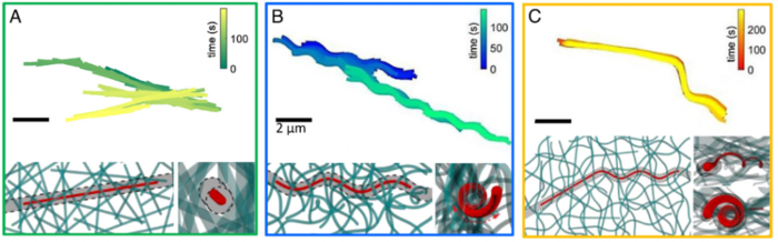 Long-term filament dynamics.