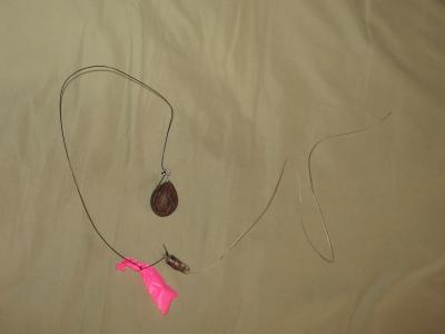 Palm Seed with Radio Transmitter