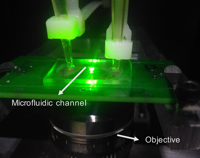 Rapid Covid Detection