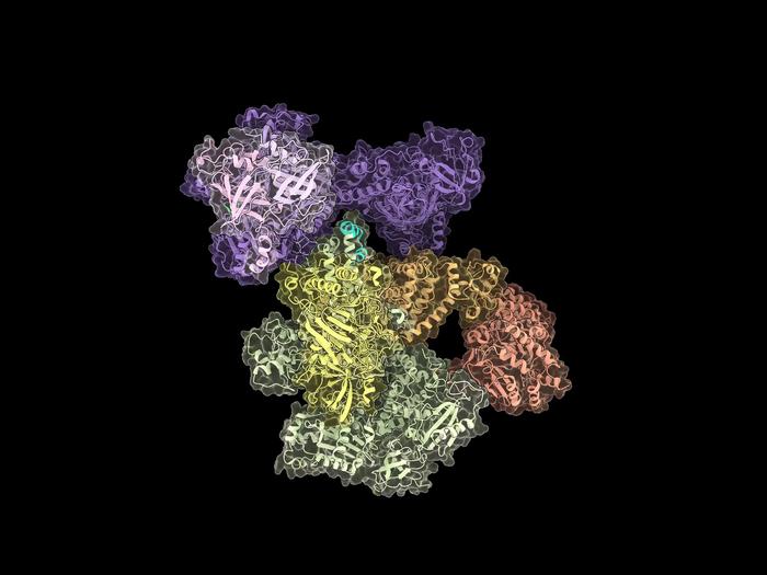 CST–Polα/primase