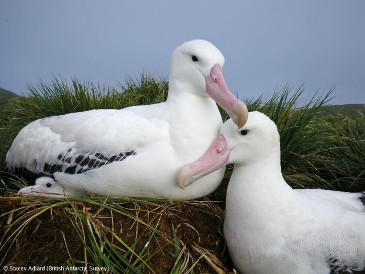 Wandering Albatrosses