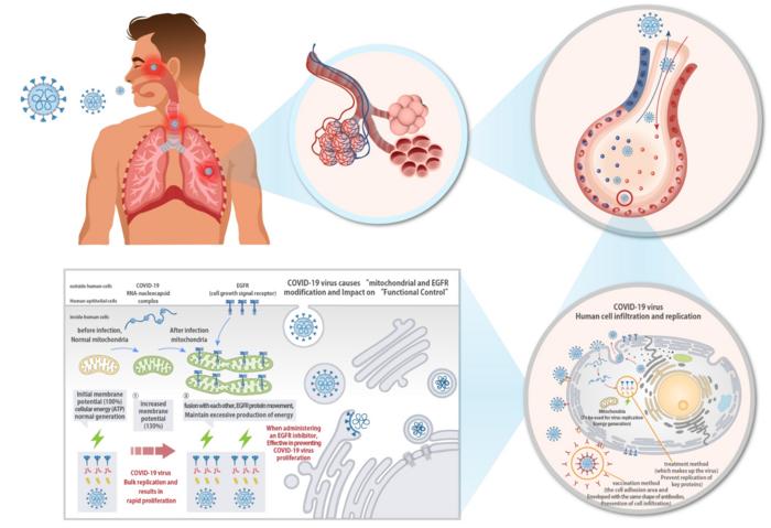 [1] Schematic diagram showing the impact of the COVID-19 virus on “mitochondrial and EGFR receptor protein modification and function regulation” of human host cells