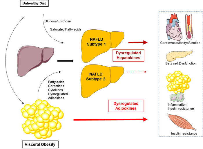 NAFLD - Hepatokines Mediate its Impact on Metabolic Diseases