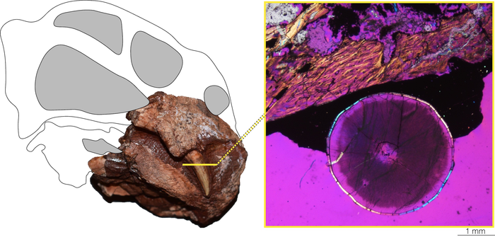 4_Diictodon_histo.JPG