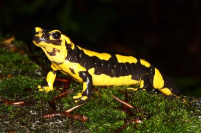 Fire Salamander (1 of 2)