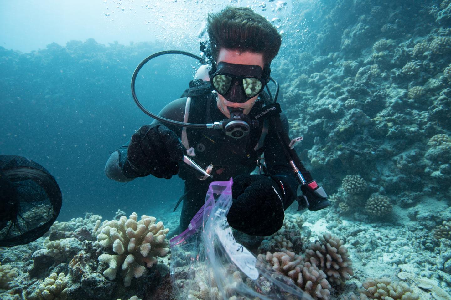 Collecting Cryptobenthic Fishes