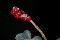 Seven-Spot Ladybird