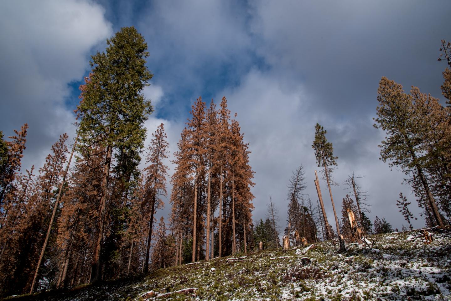 Widespread Tree Die-off in Sierra Nevadas