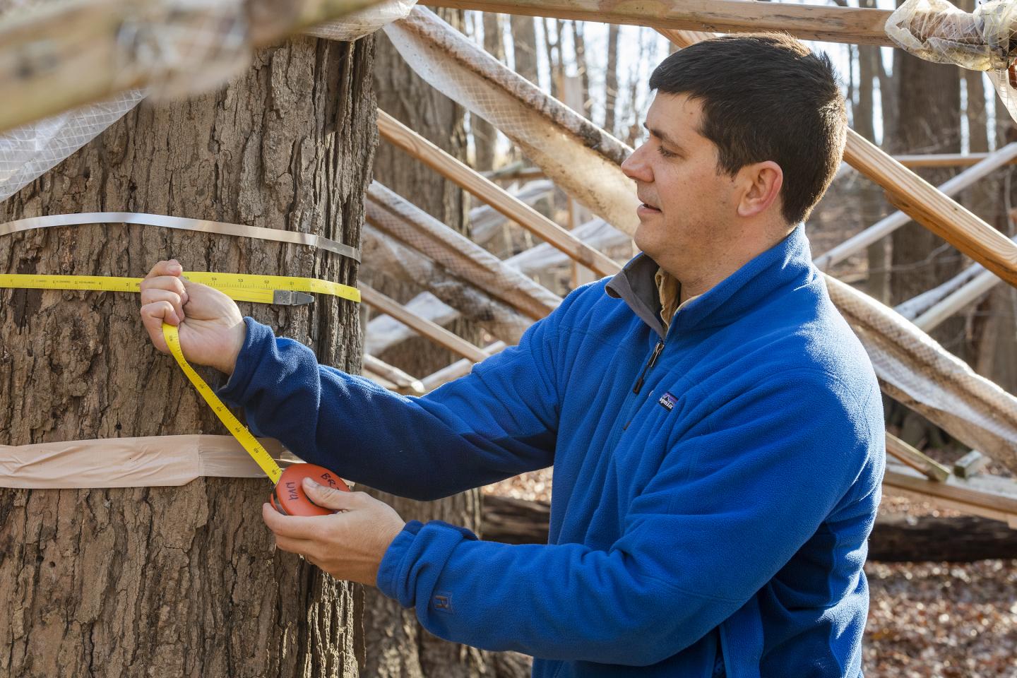 Measuring the Maples