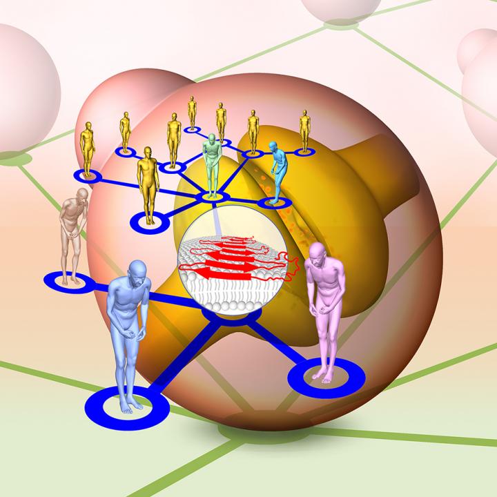 Yeast Cell Molecular Networks