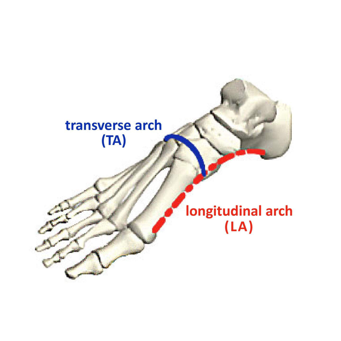 Diagram of Foot Arches