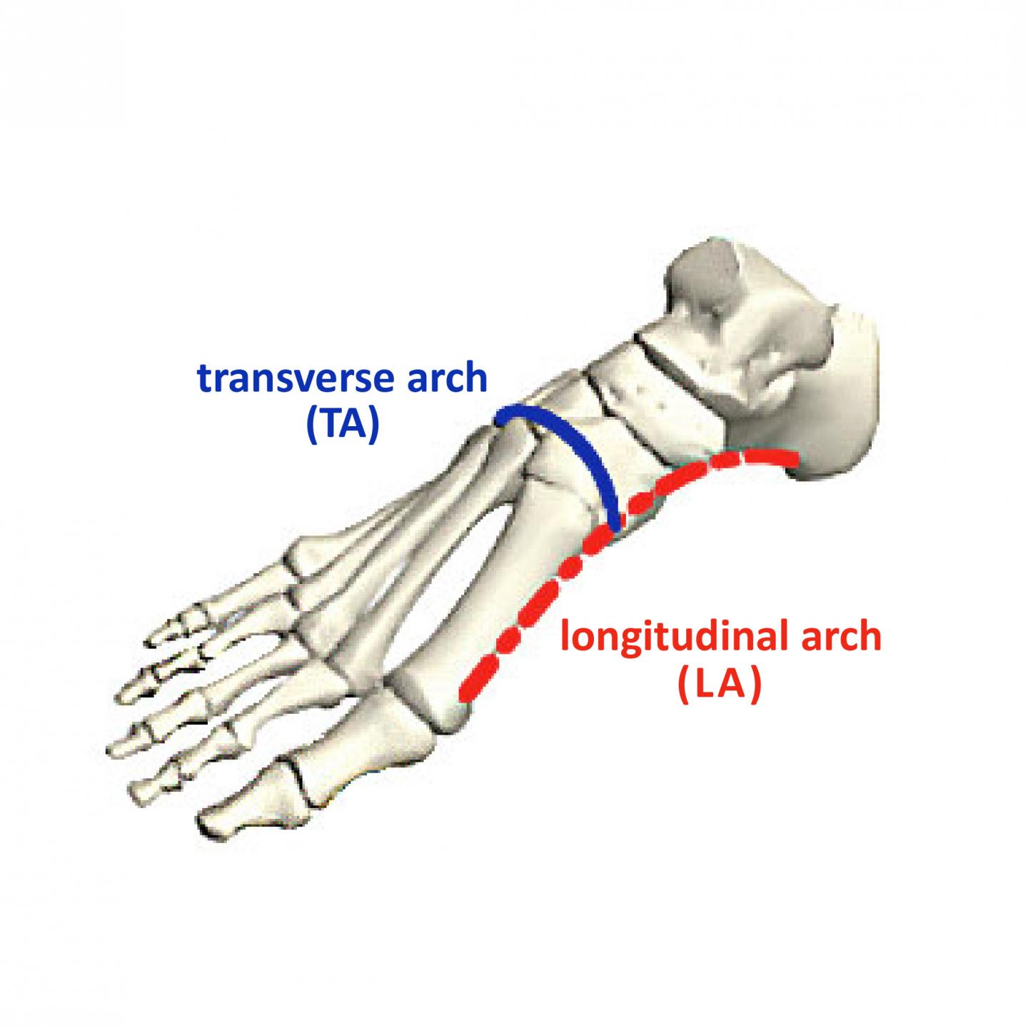 medial longitudinal arch