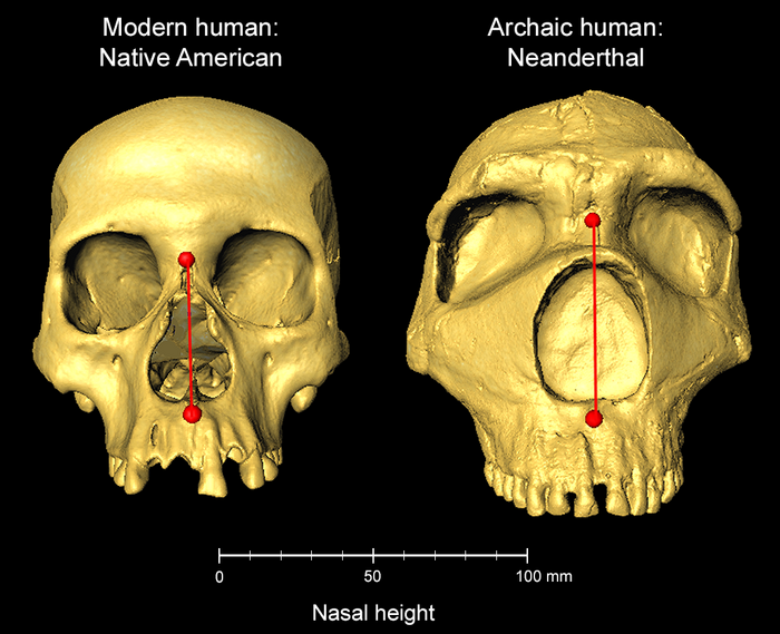 Skull nasal height comparison