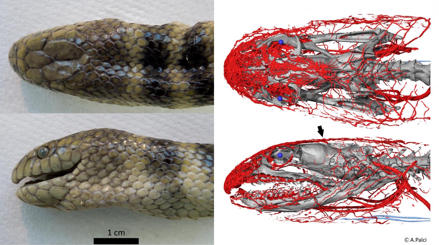 Sea Snake Uses Its Head to 'breathe'