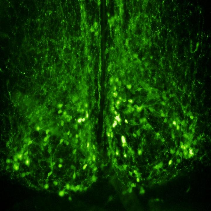 Brain Green Clock Neurons in Supra-Chiasmatic Nucleus