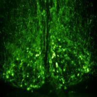Brain Green Clock Neurons in Supra-Chiasmatic Nucleus