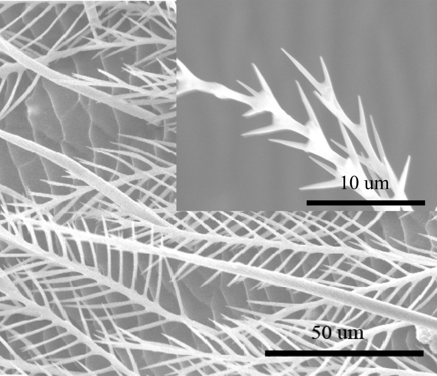 Honeybees' hairy abdomens show how to save energy, reduce wear on materials